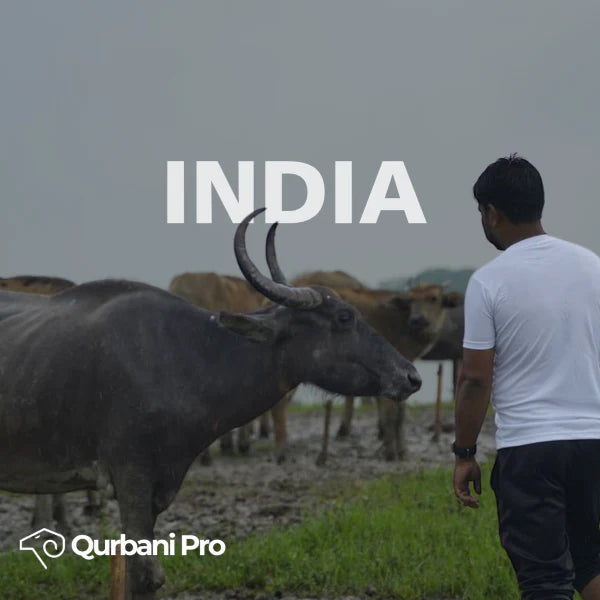 India - 1/7 of a Cattle