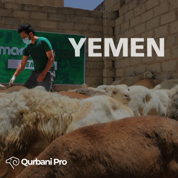 Yemen - Goat